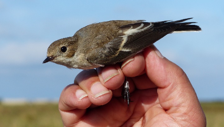 Découverte du suivi scientifique des oiseaux par le baguage